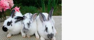 Chov králikov ako podnikanie: podrobný popis procesu vytvárania chovnej farmy králikov, podnikateľský plán, ziskovosť a návratnosť