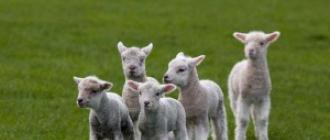 Chov oviec ako atraktívne a výnosné podnikanie